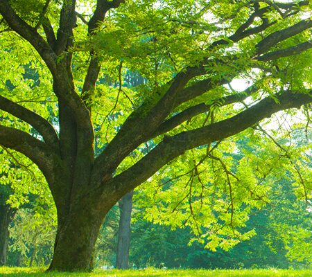 Sexual Offence Solicitors Page - A leafy tree in the sunshine
